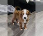 Small #1 Bernese Mountain Dog Mix
