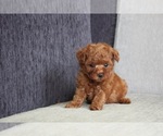 Small Photo #3 Poodle (Toy) Puppy For Sale in SEATTLE, WA, USA