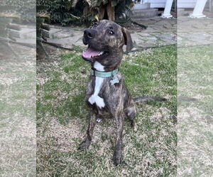 Plott Hound Dogs for adoption in Rosenberg, TX, USA