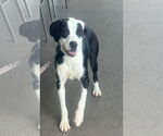 Small American Bulldog-Labrador Retriever Mix