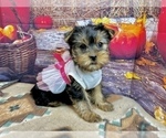 Small #4 Yorkshire Terrier