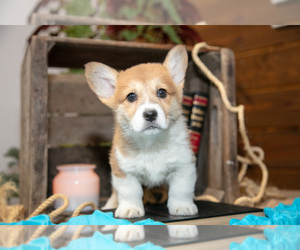 Pembroke Welsh Corgi Litter for sale in WAKARUSA, IN, USA