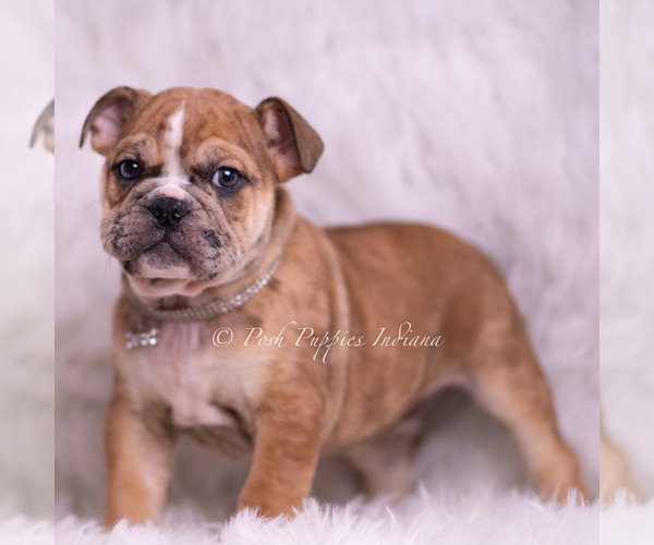 Medium Photo #6 Bulldog Puppy For Sale in WARSAW, IN, USA
