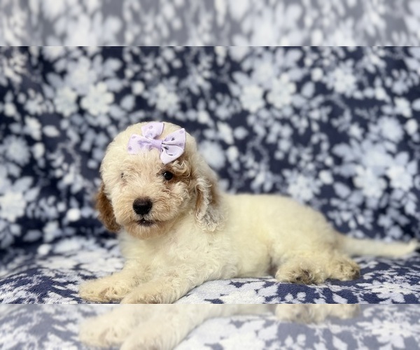 Medium Photo #4 Goldendoodle (Miniature) Puppy For Sale in LAKELAND, FL, USA