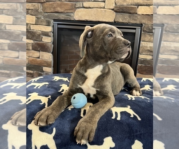 Medium Photo #1 Cane Corso Puppy For Sale in NOBLESVILLE, IN, USA