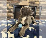 Small Cane Corso