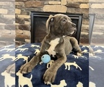 Small Photo #1 Cane Corso Puppy For Sale in NOBLESVILLE, IN, USA