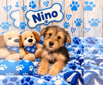 Nino - Male Mutt Dog for Adoption - Small photo