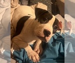 Puppy Daisy American Pit Bull Terrier