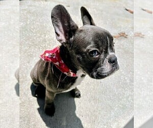 French Bulldog Puppy for sale in ORLANDO, FL, USA