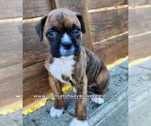 Boxer Puppy for sale in CABOOL, MO, USA