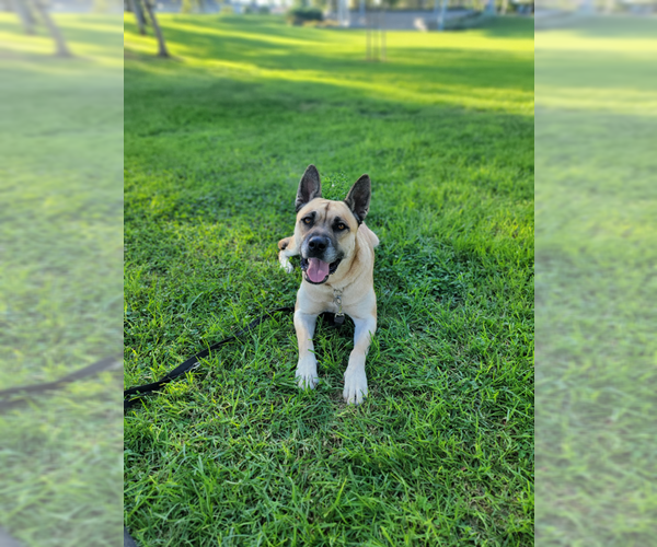 Medium Photo #3 Akita-German Shepherd Dog Mix Puppy For Sale in Marina Del Rey, CA, USA