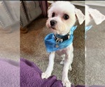 Small Maltese
