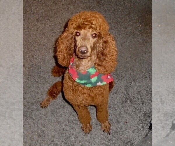 Medium Photo #1 Poodle (Standard) Puppy For Sale in CLATSKANIE, OR, USA