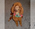 Small Photo #1 Poodle (Standard) Puppy For Sale in CLATSKANIE, OR, USA