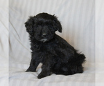 Small Photo #3 Poodle (Miniature)-Whoodle Mix Puppy For Sale in GAP, PA, USA