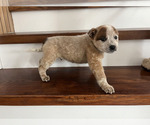 Small #7 Australian Cattle Dog