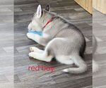 Small Photo #47 Siberian Husky Puppy For Sale in KING GEORGE, VA, USA