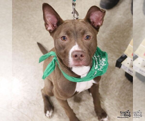 Medium Photo #3 Retriever -Unknown Mix Puppy For Sale in Washington, DC, USA