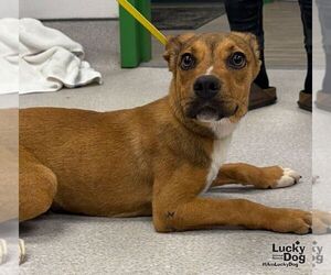 Labrador Retriever-Unknown Mix Dogs for adoption in Washington, DC, USA