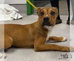 Small #1 Labrador Retriever Mix