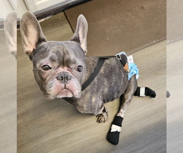 Medium Photo #1 French Bulldog Puppy For Sale in oakland, FL, USA