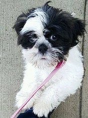 Shih Tzu Puppy for sale in TOMS RIVER, NJ, USA