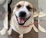 Small American Staffordshire Terrier-Great Pyrenees Mix