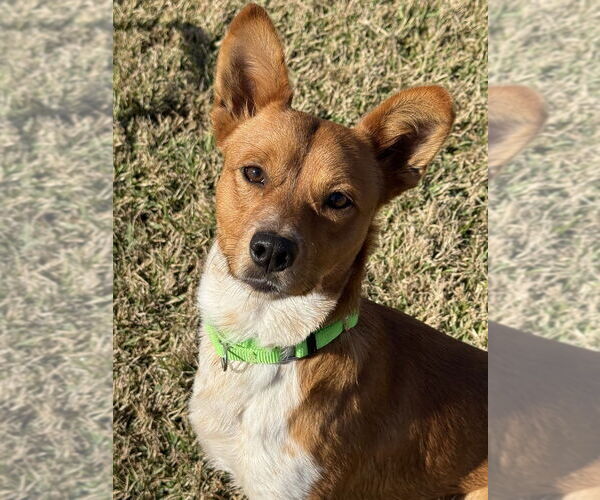 Medium Photo #3 Mutt Puppy For Sale in San Leon, TX, USA