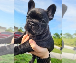 French Bulldog Puppy for sale in PALM BAY, FL, USA