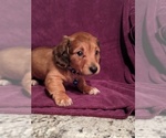 Small Photo #4 Dachshund Puppy For Sale in HURST, TX, USA