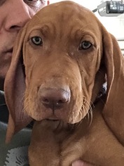 Vizsla Puppy for sale in RENO, NV, USA