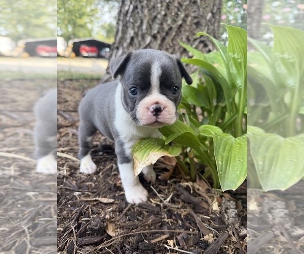 Medium Photo #5 Boston Terrier Puppy For Sale in FREDONIA, KS, USA