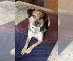 Beagle-Unknown Mix Dogs for adoption in Parker Ford, PA, USA