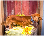 Small Photo #5 Dachshund Puppy For Sale in WAKARUSA, IN, USA