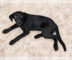 Labrador Retriever-Unknown Mix Dogs for adoption in Rockwall, TX, USA
