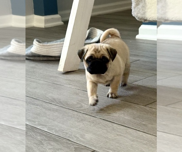 Medium Photo #4 Pug Puppy For Sale in FERNANDINA BEACH, FL, USA