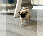 Small #3 Pug
