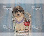 Small Photo #9 Aussiedoodle-Poodle (Toy) Mix Puppy For Sale in SANGER, TX, USA