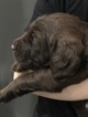 Small Photo #6 Labradoodle Puppy For Sale in DAYTON, VA, USA