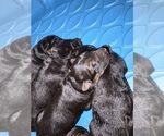 Image preview for Ad Listing. Nickname: Litter of 2