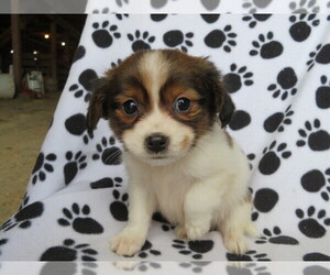 Cavalier King Charles Spaniel-Jack Russell Terrier Mix Puppy for sale in SHILOH, OH, USA