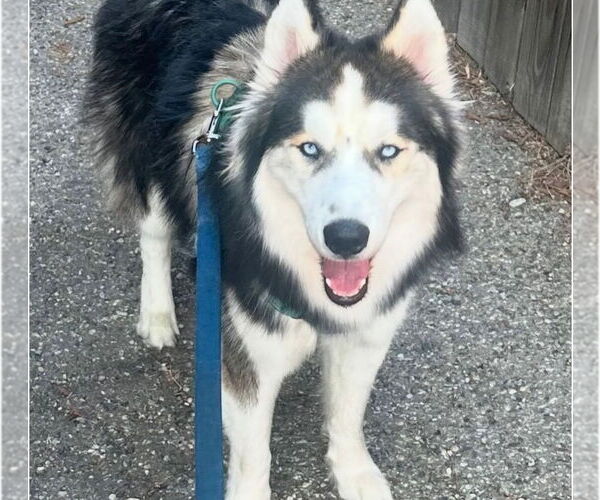 Medium Photo #4 Alaskan Malamute Puppy For Sale in San Diego, CA, USA
