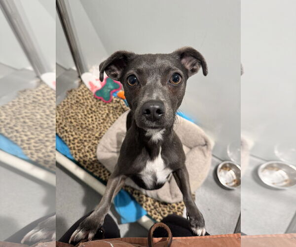 Medium Photo #18 Chiweenie Puppy For Sale in San Francisco, CA, USA