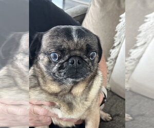 Pug Dogs for adoption in Indianapolis, IN, USA
