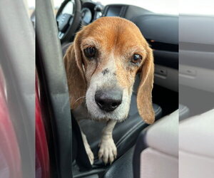 Matty - Male Beagle Dog for Adoption - Photo #7