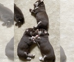 Small #11 Labrador Retriever-Siberian Husky Mix