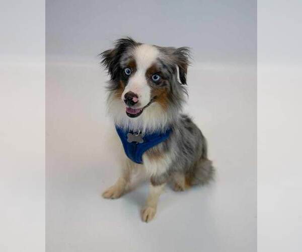 Medium Photo #6 Australian Shepherd Puppy For Sale in Kennesaw, GA, USA