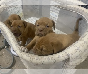 Dogue de Bordeaux Puppy for sale in DALLAS, TX, USA