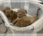 Small Photo #1 Dogue de Bordeaux Puppy For Sale in DALLAS, TX, USA
